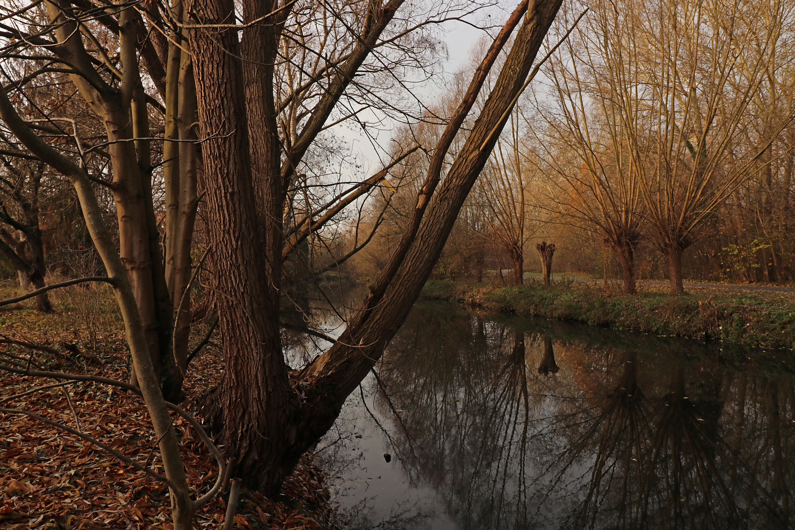 Kahle Weiden am Fluss