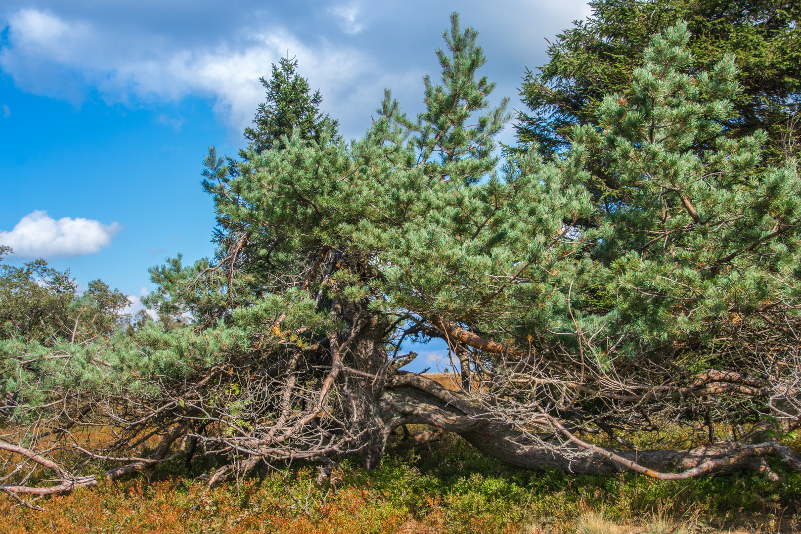 Kahler Asten Hochheide C