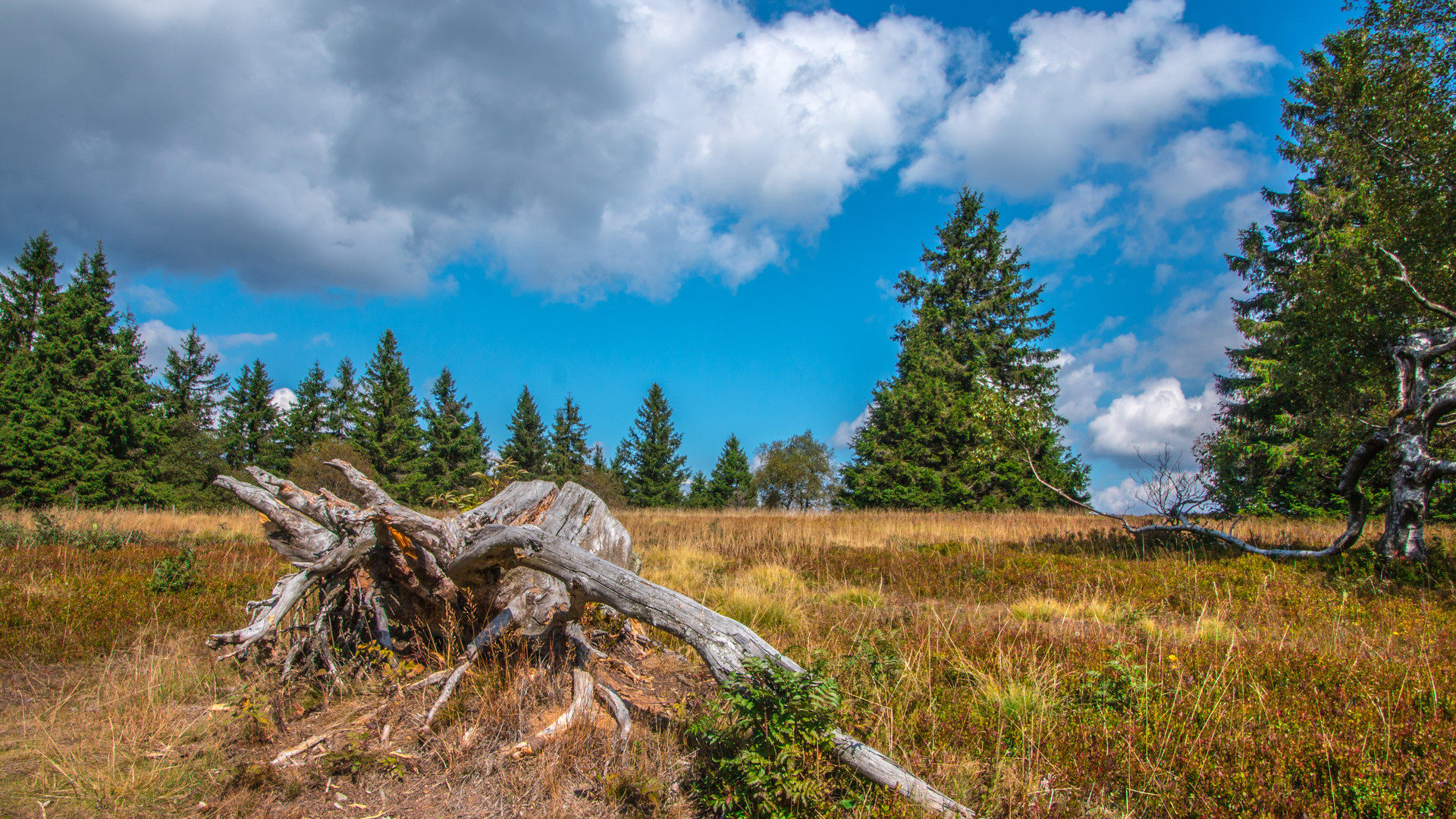 Kahler Asten Hochheide D