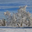 Kahler Asten im Schnee,  Winterlandschaft in der Hochheide mit Blick zum Astenturm