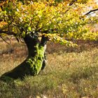 Kahler Asten - knorriger Baum
