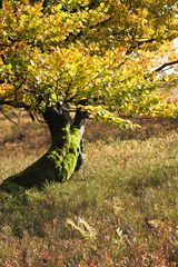 Kahler Asten - knorriger Baum