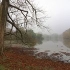 Kahler Baum am Ufer