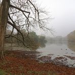 Kahler Baum am Ufer