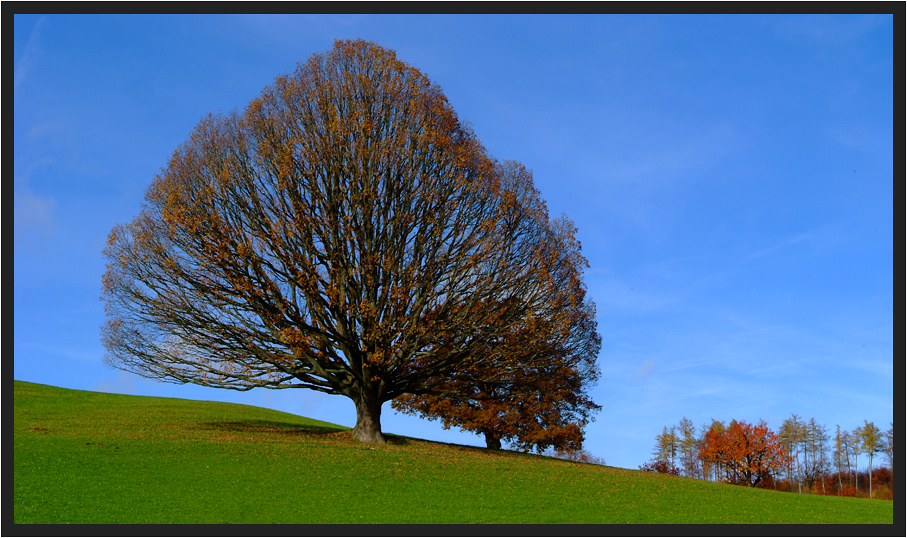 Kahler Baum