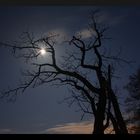 Kahler Baum im Mondschein