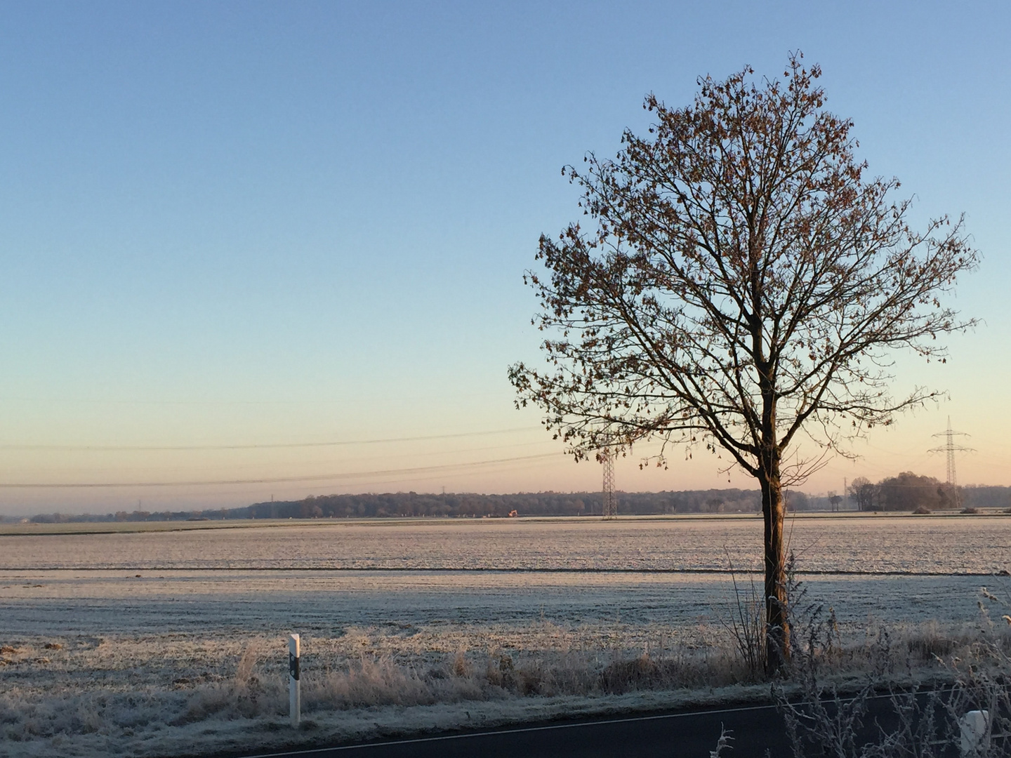 Kahler Baum im Winter 