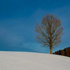 Kahler Baum im Winter