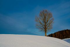 Kahler Baum im Winter