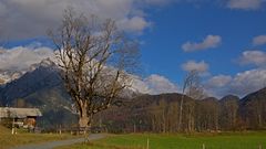 kahler Baum mit Berge