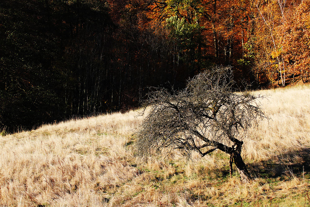 kahler Baum mit Herbstwaldhintergrund