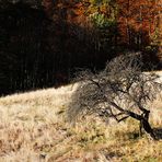 kahler Baum mit Herbstwaldhintergrund