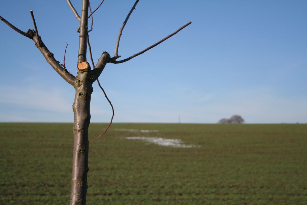 Kahler, dünner Baum