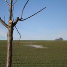 Kahler, dünner Baum