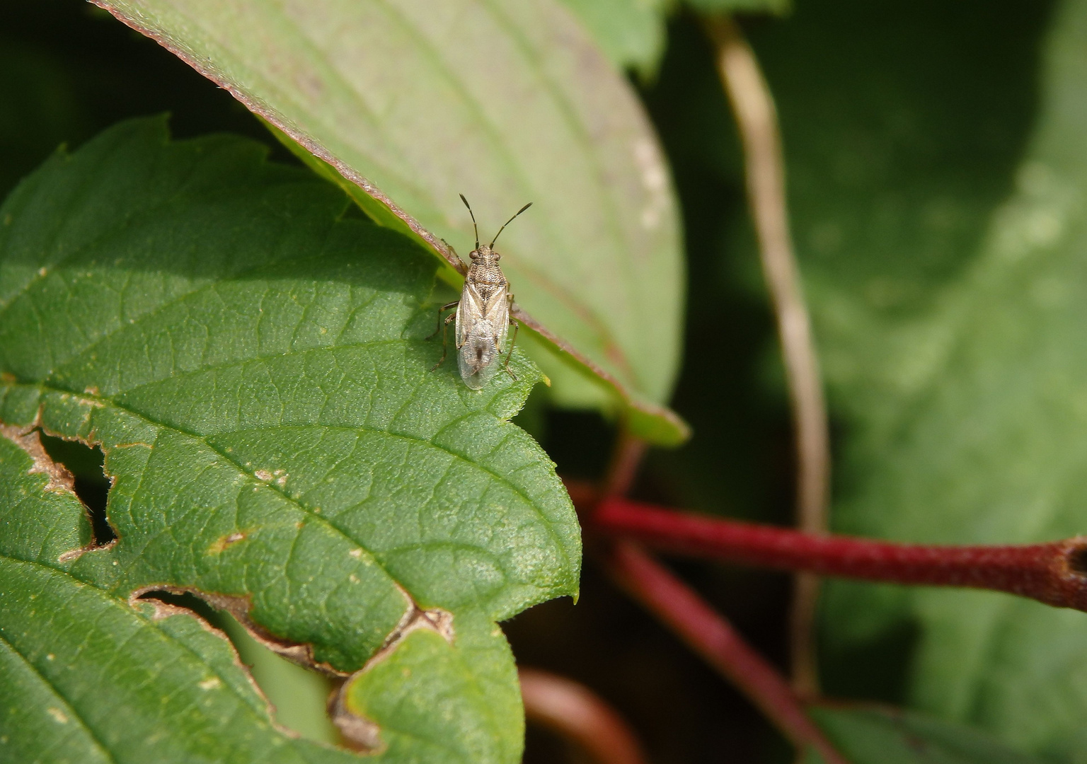 Kahler Griesel (Nysius senecionis)