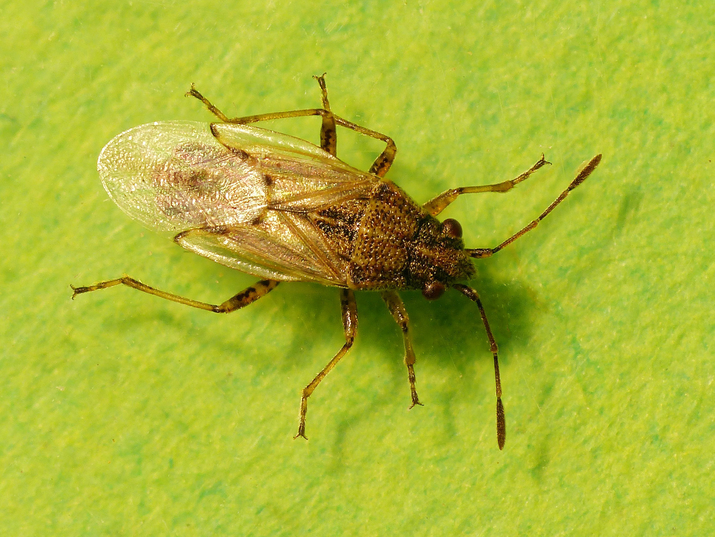 Kahler Griesel (Nysius senecionis) - eine Bodenwanze