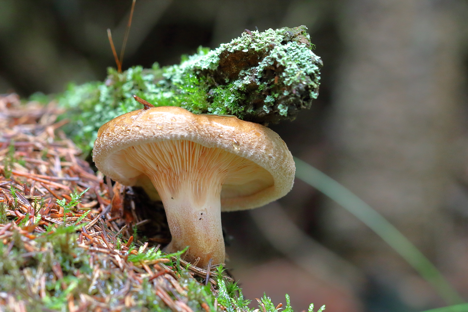 Kahler Krempling - Paxillus involutus