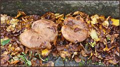 ...Kahler Krempling ...Paxillus involutus...