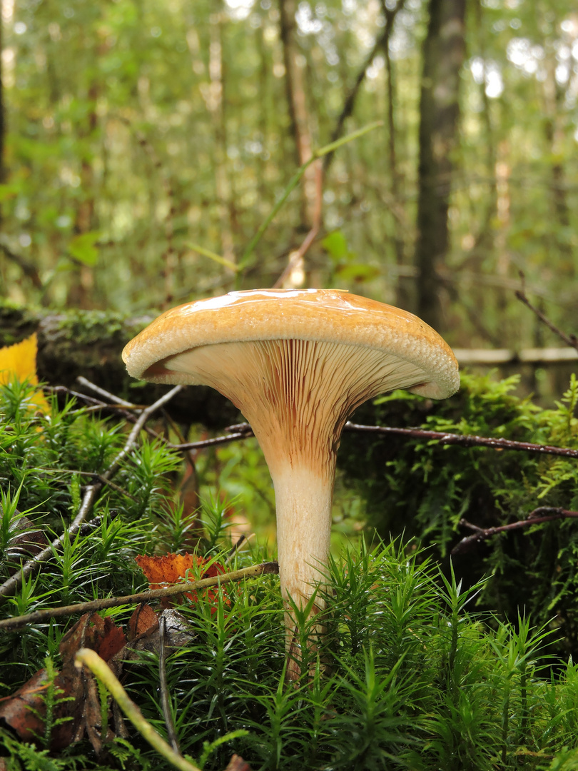 Kahler Krempling (Paxillus involutus)