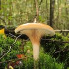 Kahler Krempling (Paxillus involutus)