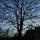 Kahler Winterbaum vor Häuserreihe