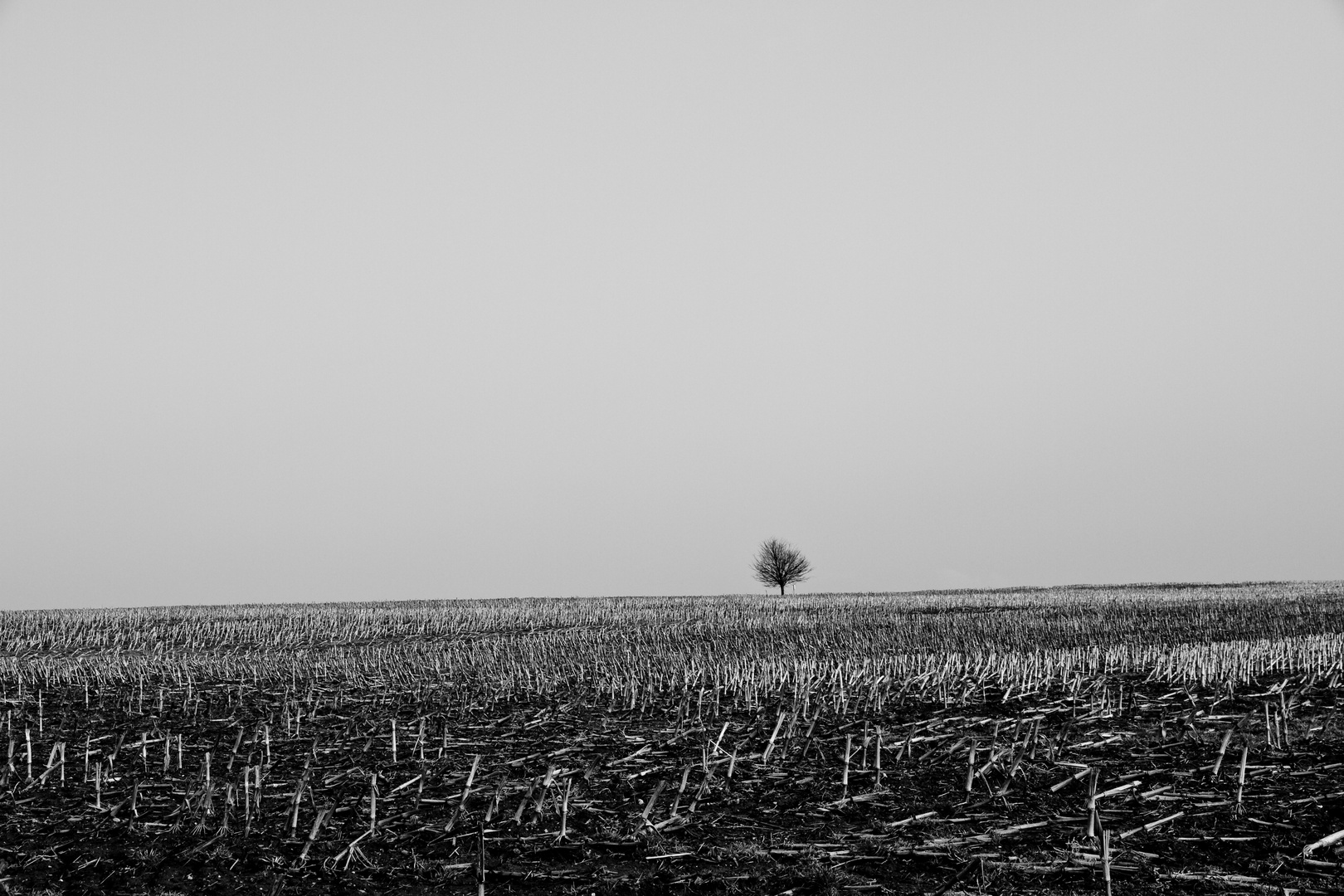 Kahles Feld... einsamer Baum