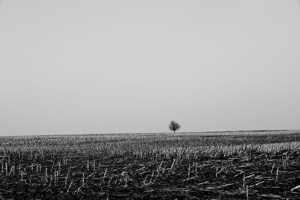 Kahles Feld... einsamer Baum von TomDu