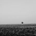 Kahles Feld... einsamer Baum