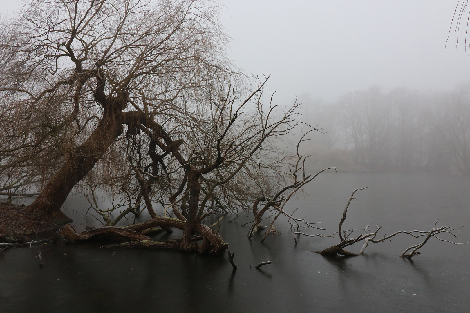 Kahles Geäst am Südteich