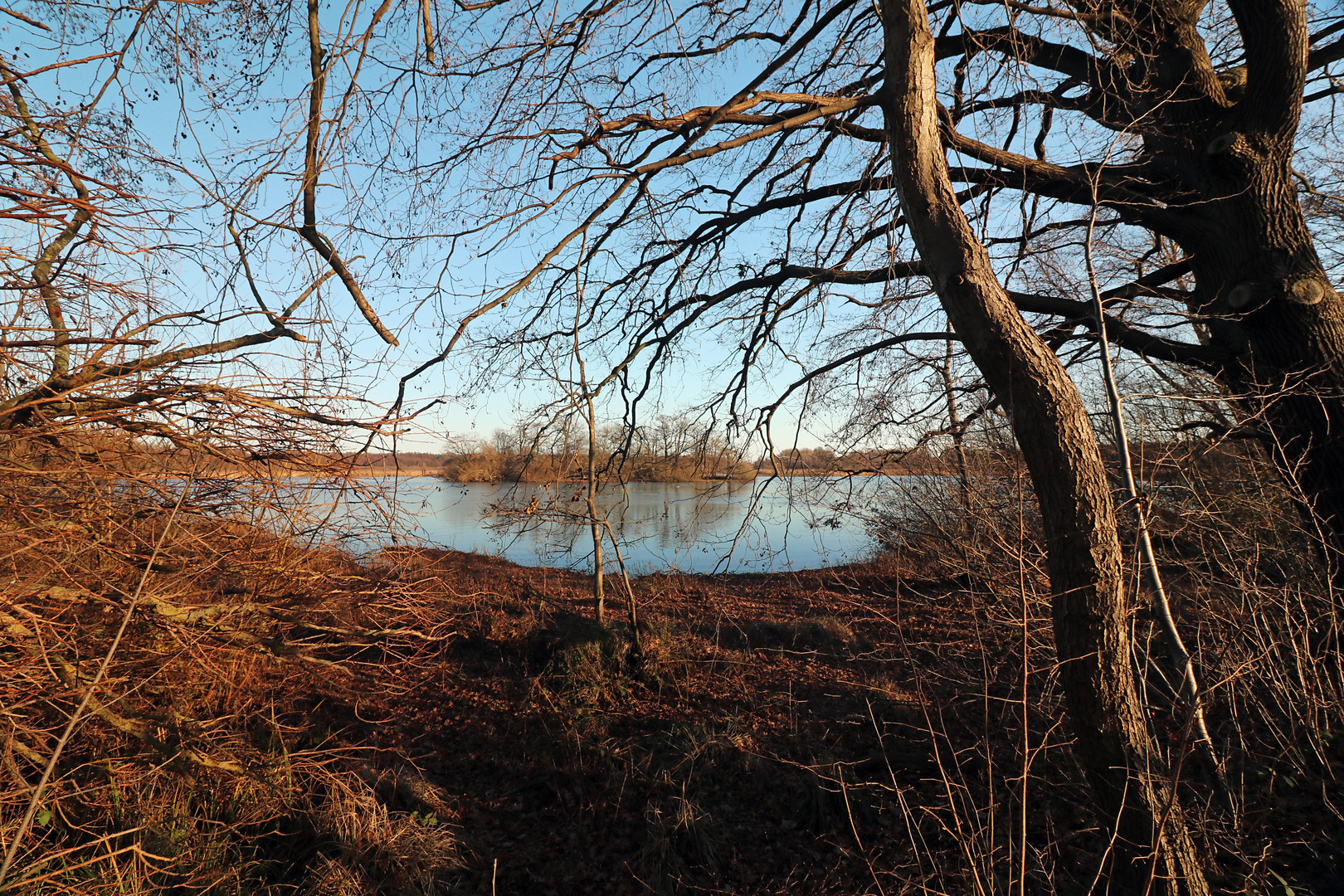 Kahles Geäst am Teich