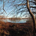 Kahles Geäst am Teich