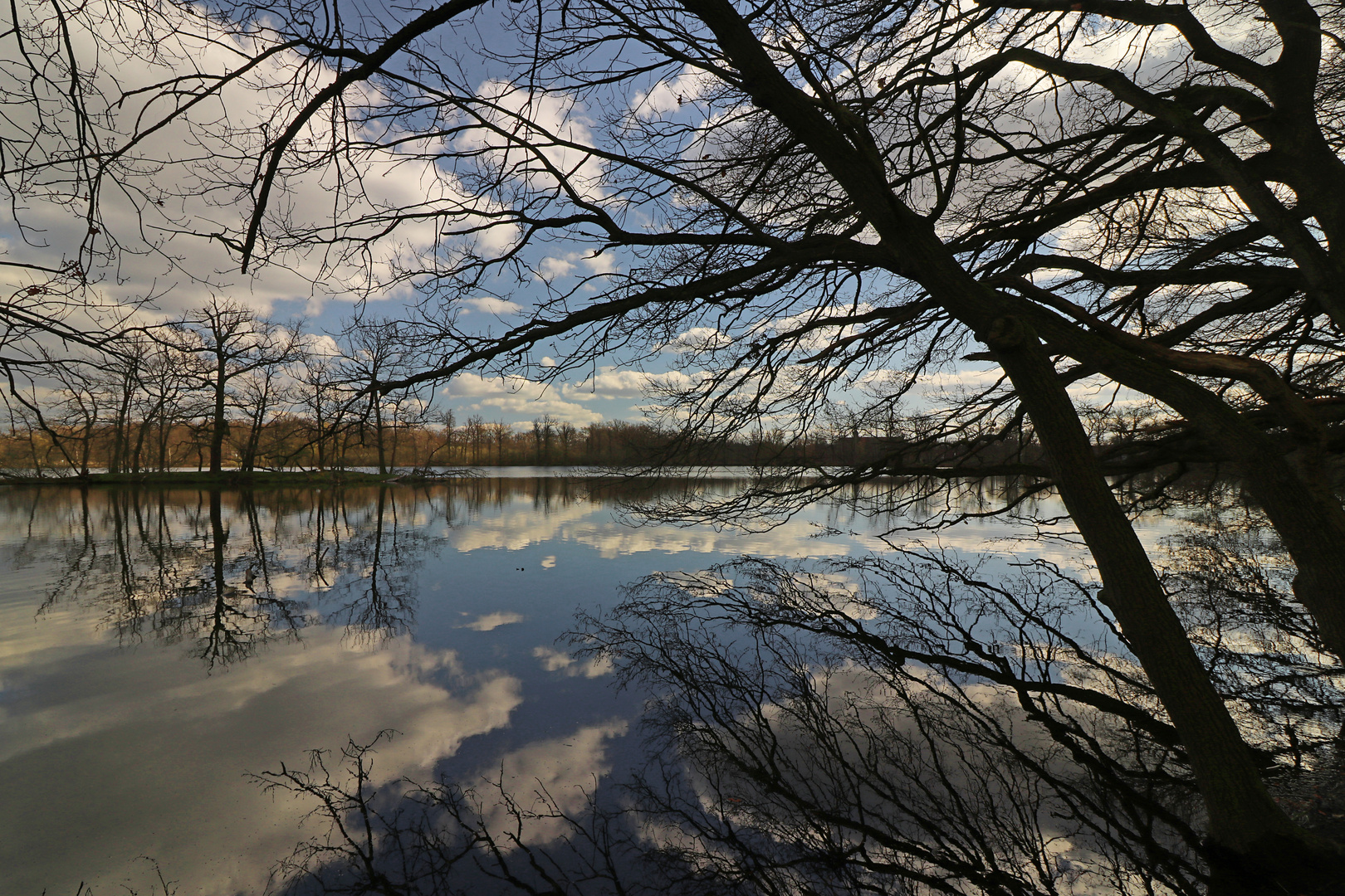 Kahles Geäst am Teichufer