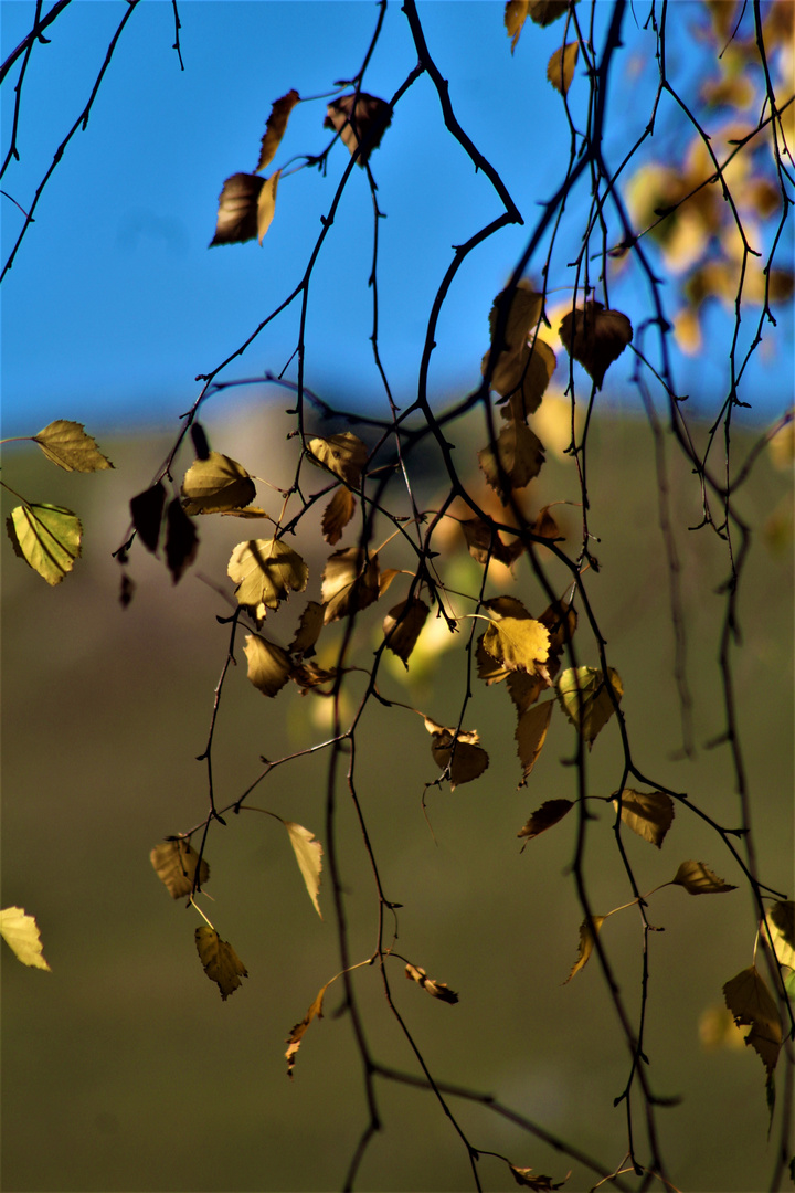 kahles Geäst vor blauem Himmel