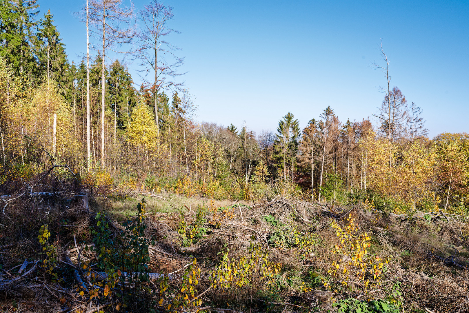 Kahlschläge als Folgen des Klimawandels