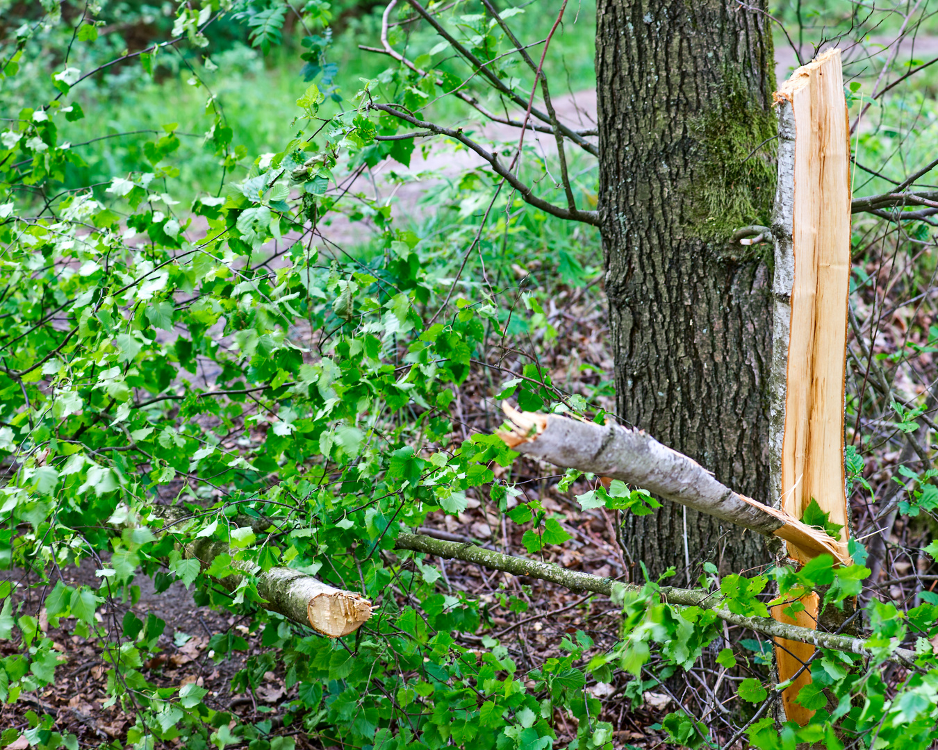 Kahlschlag am 30. April im Wald