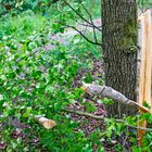 Kahlschlag am 30. April im Wald