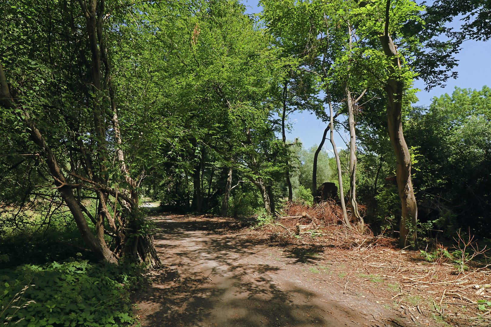 Kahlschlag am Biberweg 