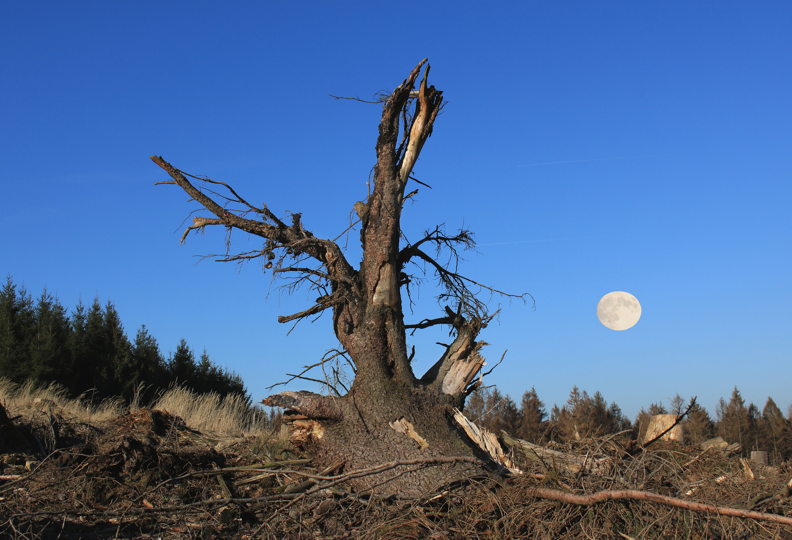 Kahlschlag, clearcutting 