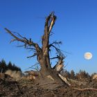 Kahlschlag, clearcutting 