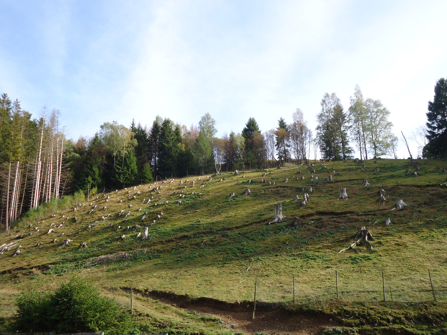 Kahlschlag im Harz