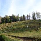 Kahlschlag im Harz