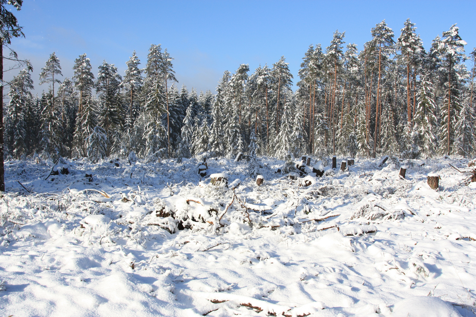 Kahlschlag im Winterwald