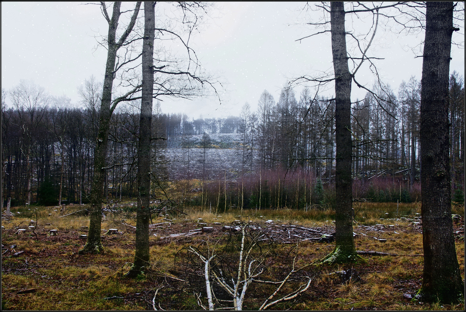 Kahlschlagfläche im Arnsberger Wald