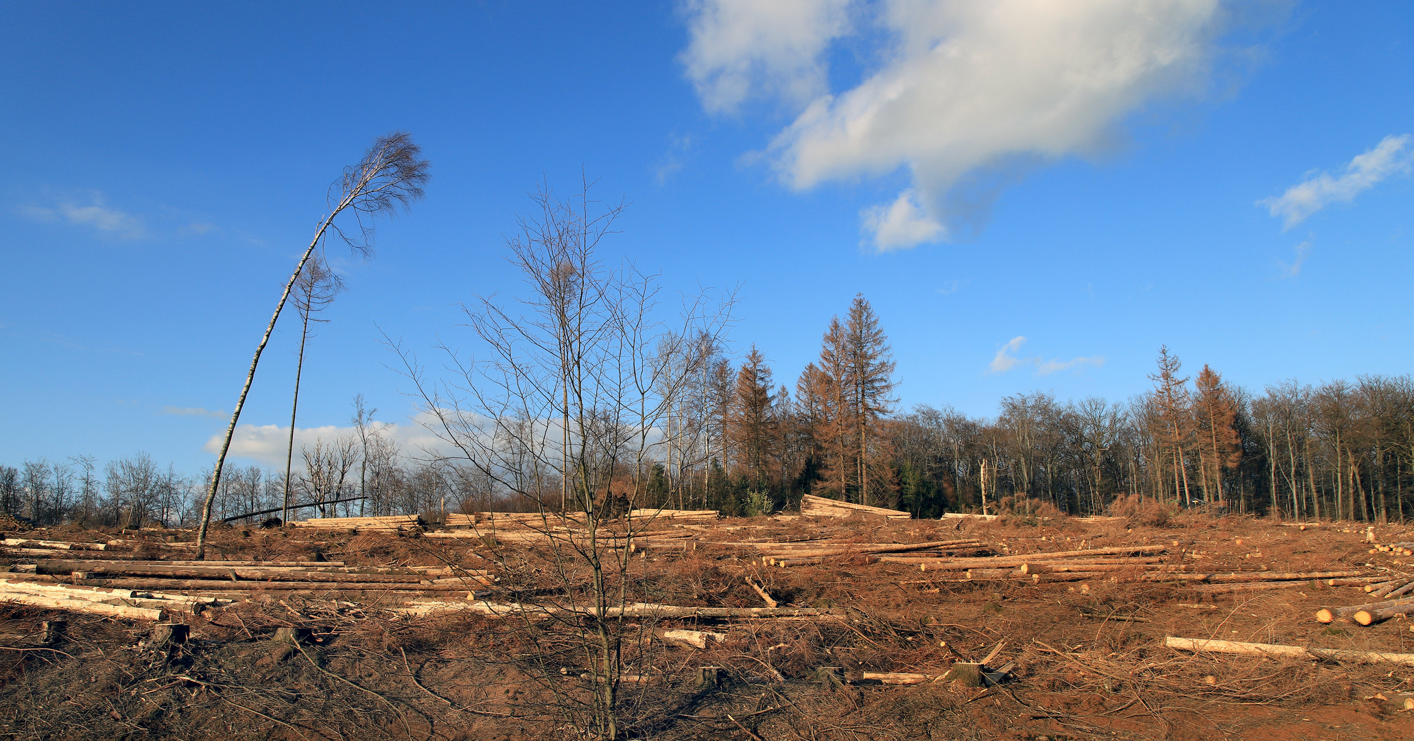 Kahlschlagfläche im Arnsberger Wald nach Borkenkäferbefall und langen Trockenperioden 2018 und 2019