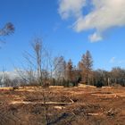 Kahlschlagfläche im Arnsberger Wald nach Borkenkäferbefall und langen Trockenperioden 2018 und 2019