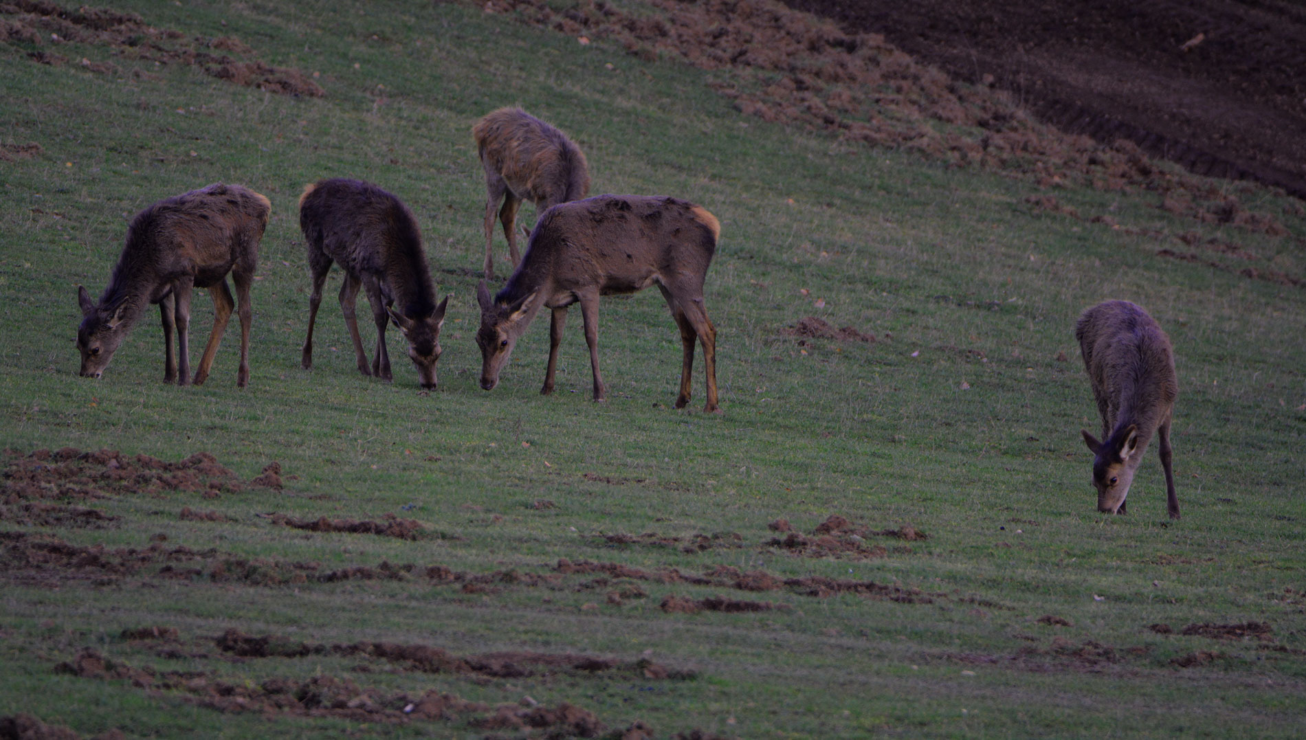 Kahlwild  äst das übrig geblieben kurze Gras nach dem Winter ab