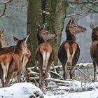 Kahlwild am Forsthaus Hohenrod 