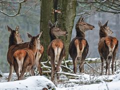 Kahlwild am Forsthaus Hohenrod 