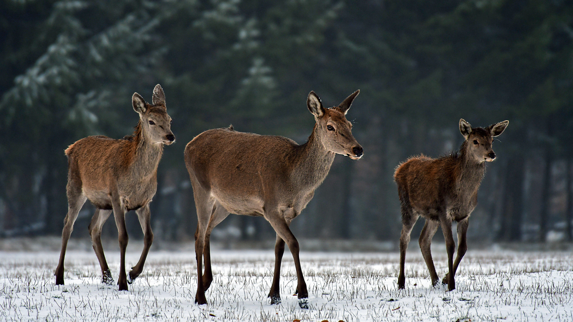 Kahlwild am Forsthaus Hohenrod,