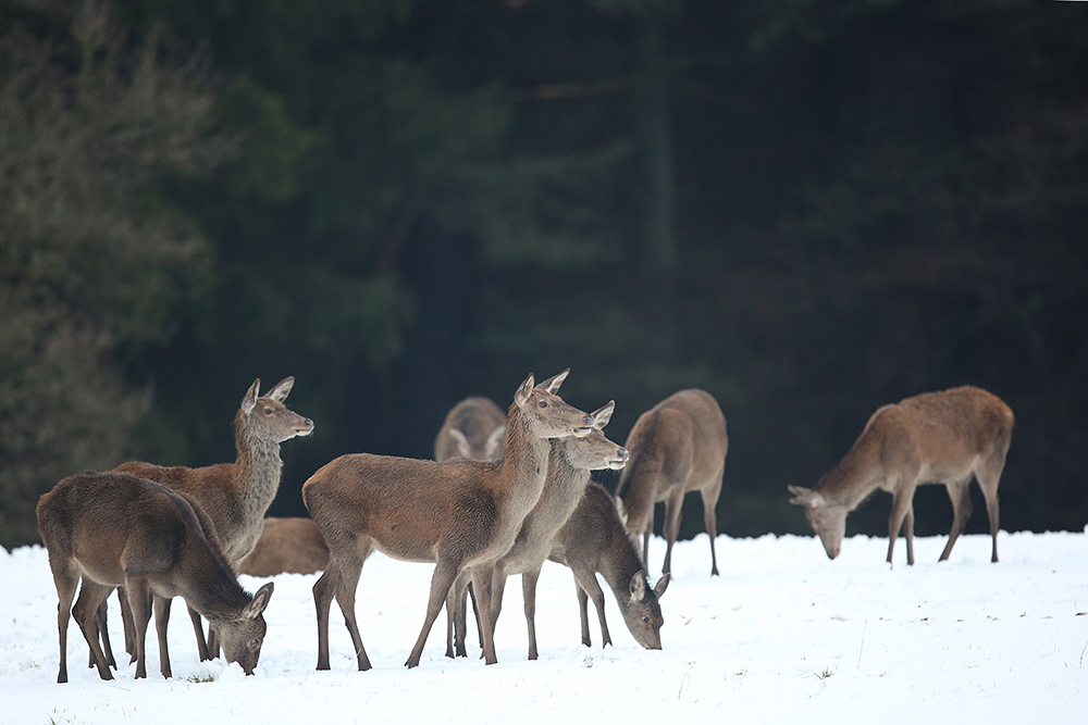 Kahlwild bei Eis und Schnee